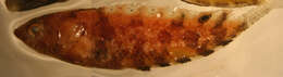 Image of Flapscale blenny