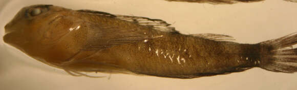 Image of Roughhead Triplefin