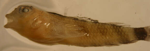 Image of Roughhead Triplefin