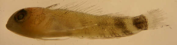 Image of Roughhead Triplefin