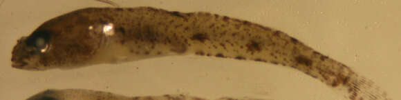 Image of Darter Goby