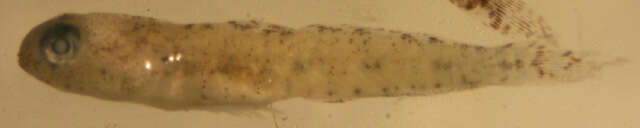Image of Darter Goby