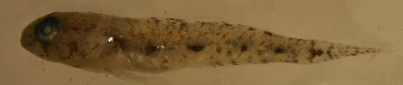 Image of Comma goby