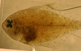 Image de Citharichthys minutus Cervigón 1982