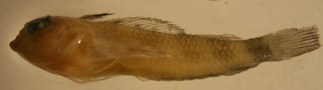 Image of Roughhead Triplefin