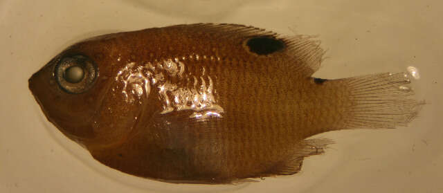 Image of Dusky Damselfish