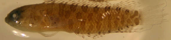 Sivun Starksia occidentalis Greenfield 1979 kuva