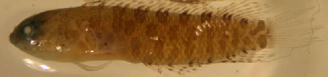 Image of Occidental Blenny