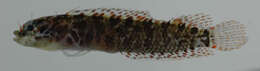 Image of Occidental Blenny