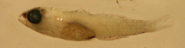 Image of Glass Goby