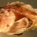 Image of mushroom scorpionfish