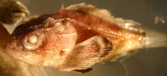 Image of Mushroom Scorpionfish