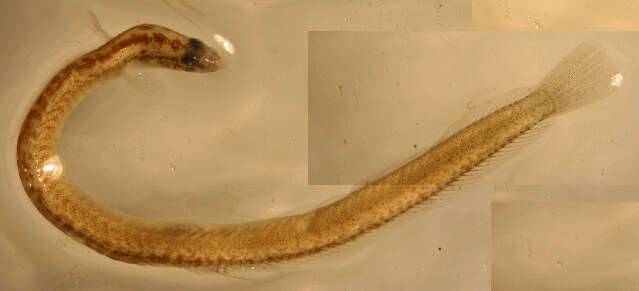 Image of Stippled wormfish