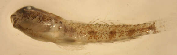 Image of Darter Goby