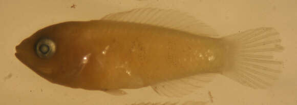 Image of Blue-ribbon wrasse