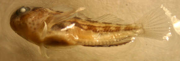 Image of Barnacle blenny