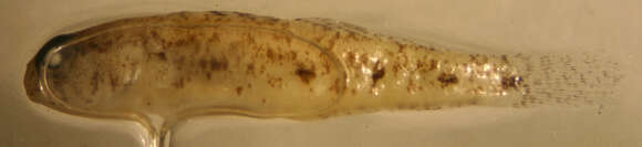 Image of Spottail Goby