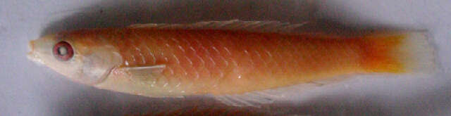 Image of Severns&#39; wrasse