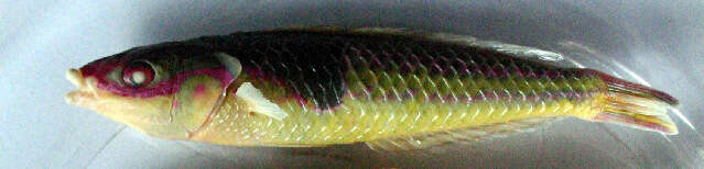 Image of Severns&#39; wrasse