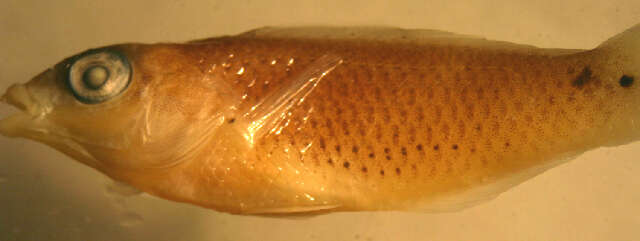 Image of Threespot wrasse