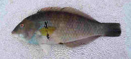 Image of Rock wrasse