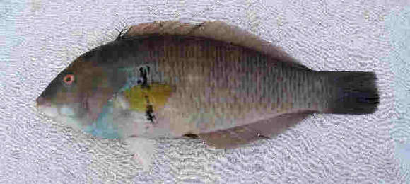 Image of Rock wrasse