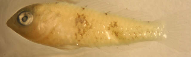 Image of Blisterside