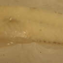 Image of Microgobius signatus Poey 1876