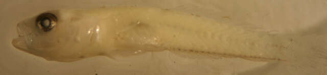 Image of Microgobius signatus Poey 1876