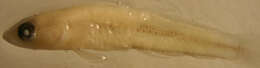 Image of Seminole goby