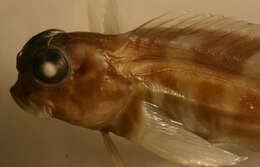 Image of Redlip Blenny