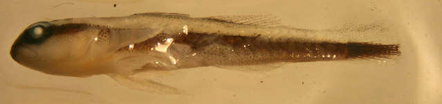 Image of Broadstripe goby