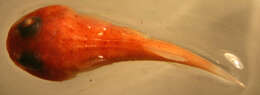Image of Red Clingfish