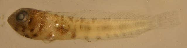 Image of Spiny blenny