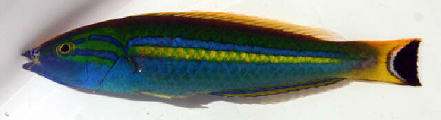 Image of Candy wrasse