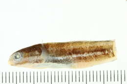 Image of Deceiver Fangblenny