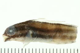 Image of Deceiver Fangblenny