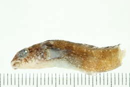 Image of Variable Blenny