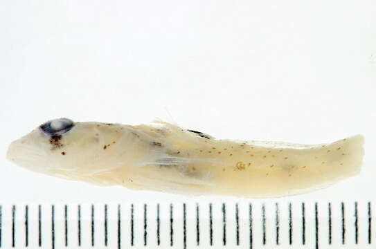 Image of Blue-speckled rubble goby