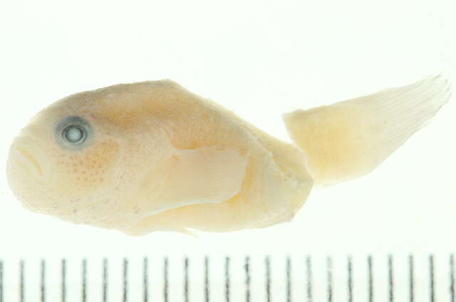 Image of gobies