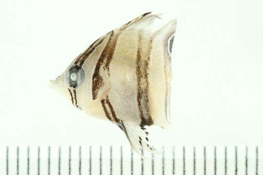 Image of Banded Longsnout Butterflyfish