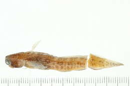 Image of White-spotted Blenny