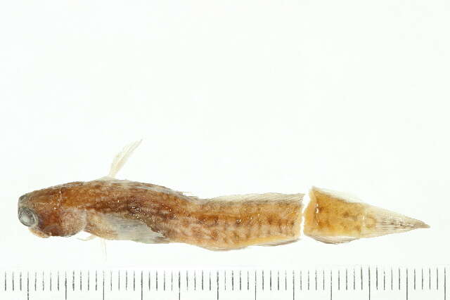Image of White-spotted Blenny