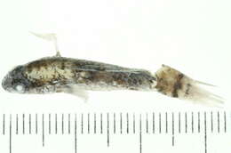 Image of Bluespotted goby