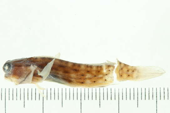 Image of Great Barrier Reef Blenny