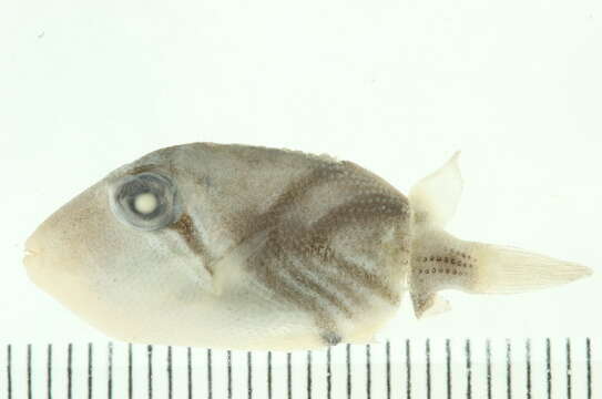 Image of Lagoon triggerfish