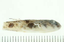 Image of Shadow goby