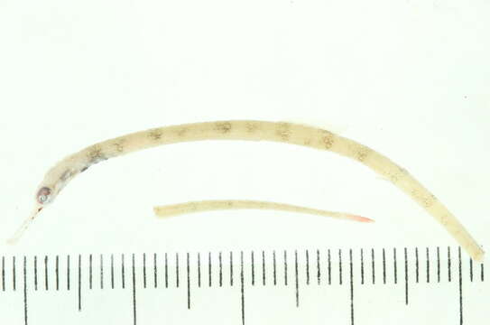 Image of Schultz's pipefish