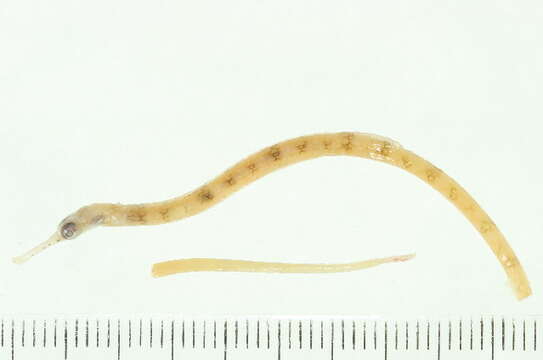 Image of Schultz's pipefish