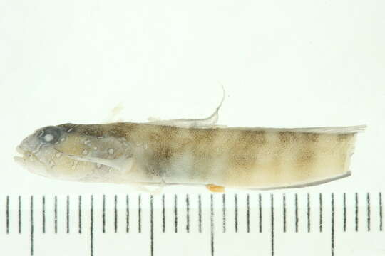 Image of gobies